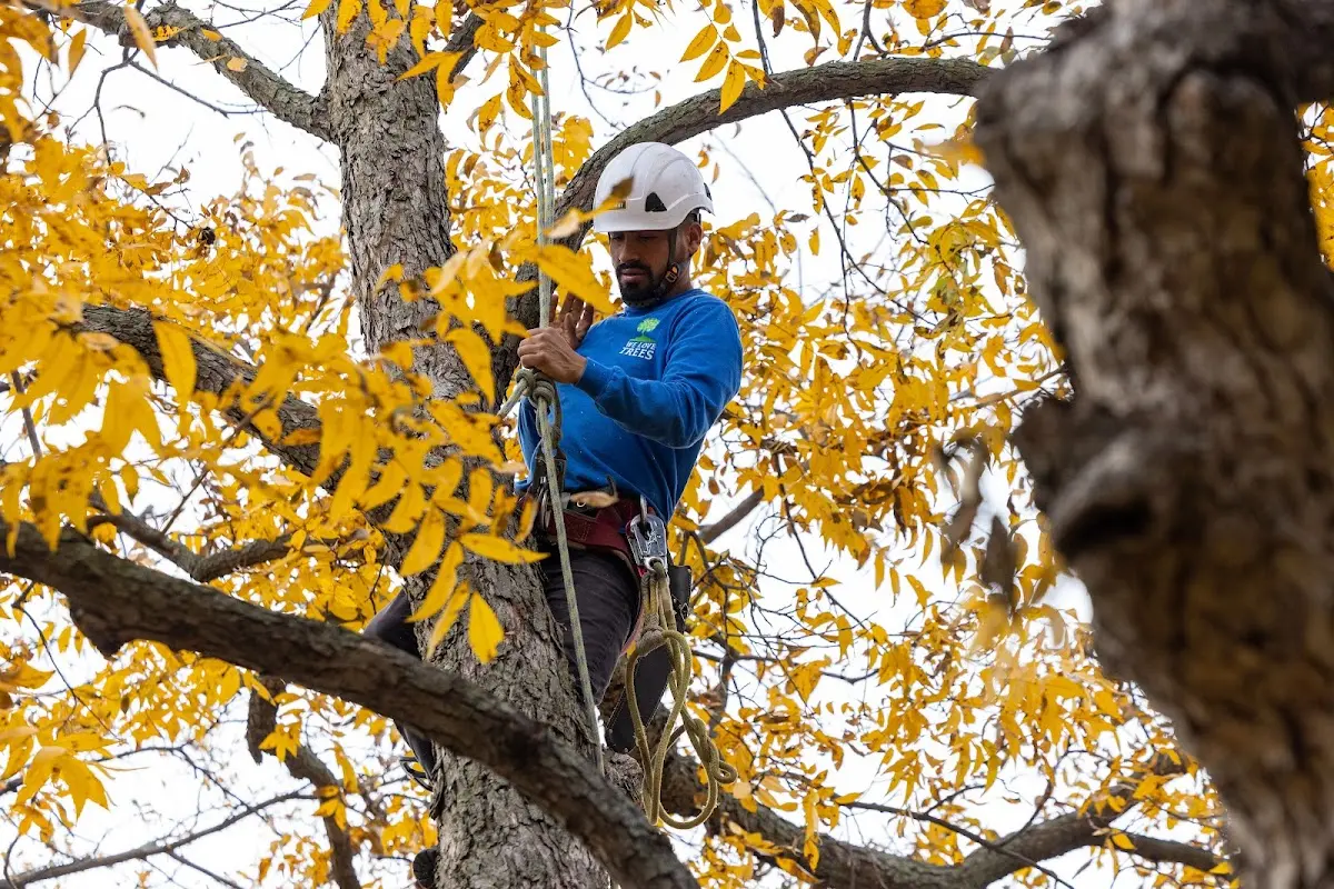 Skilled Dead Tree Removal crew working in Round Mountain